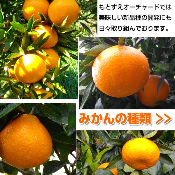 �݂���̎��